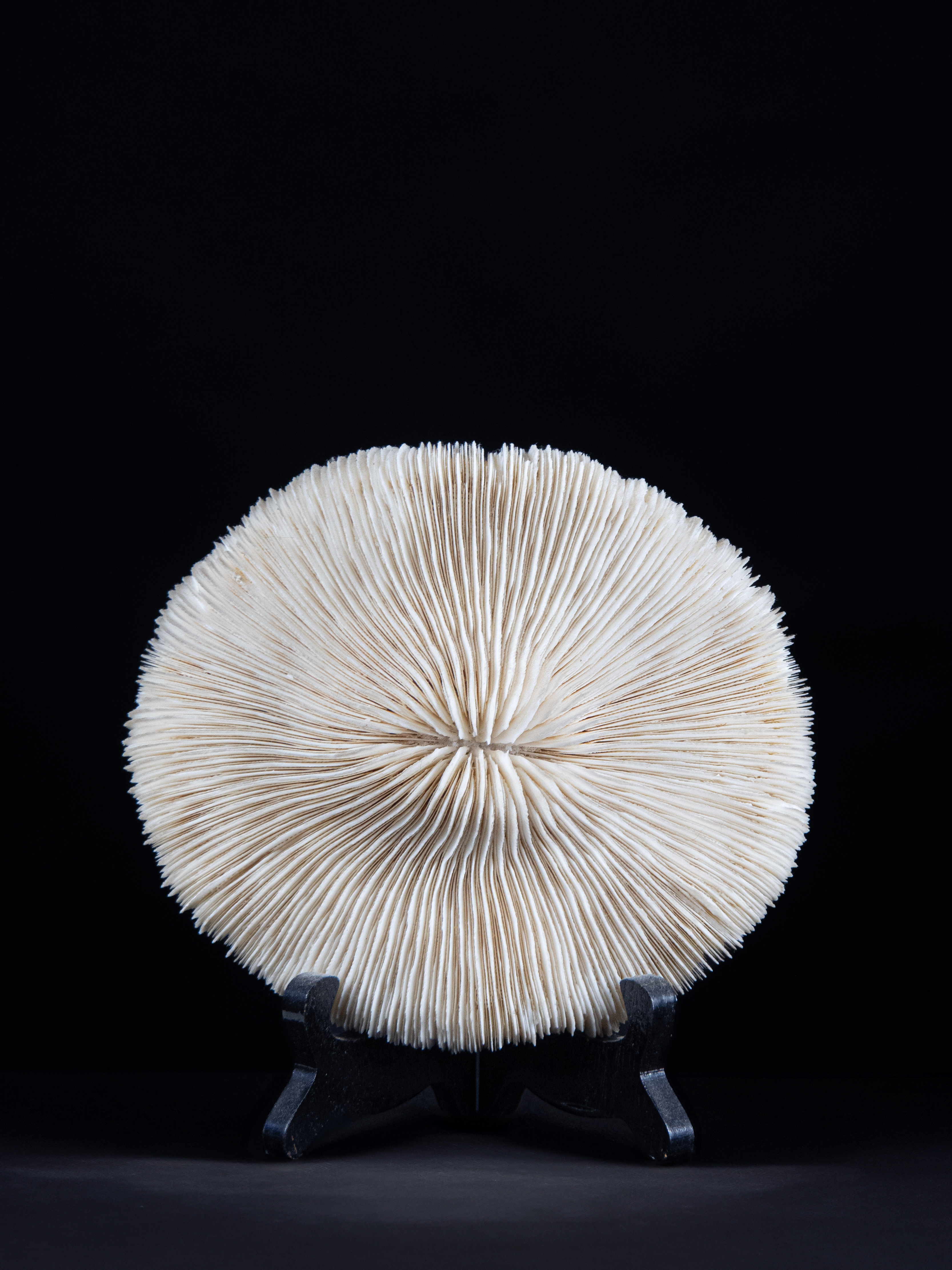 Corail Fungia
