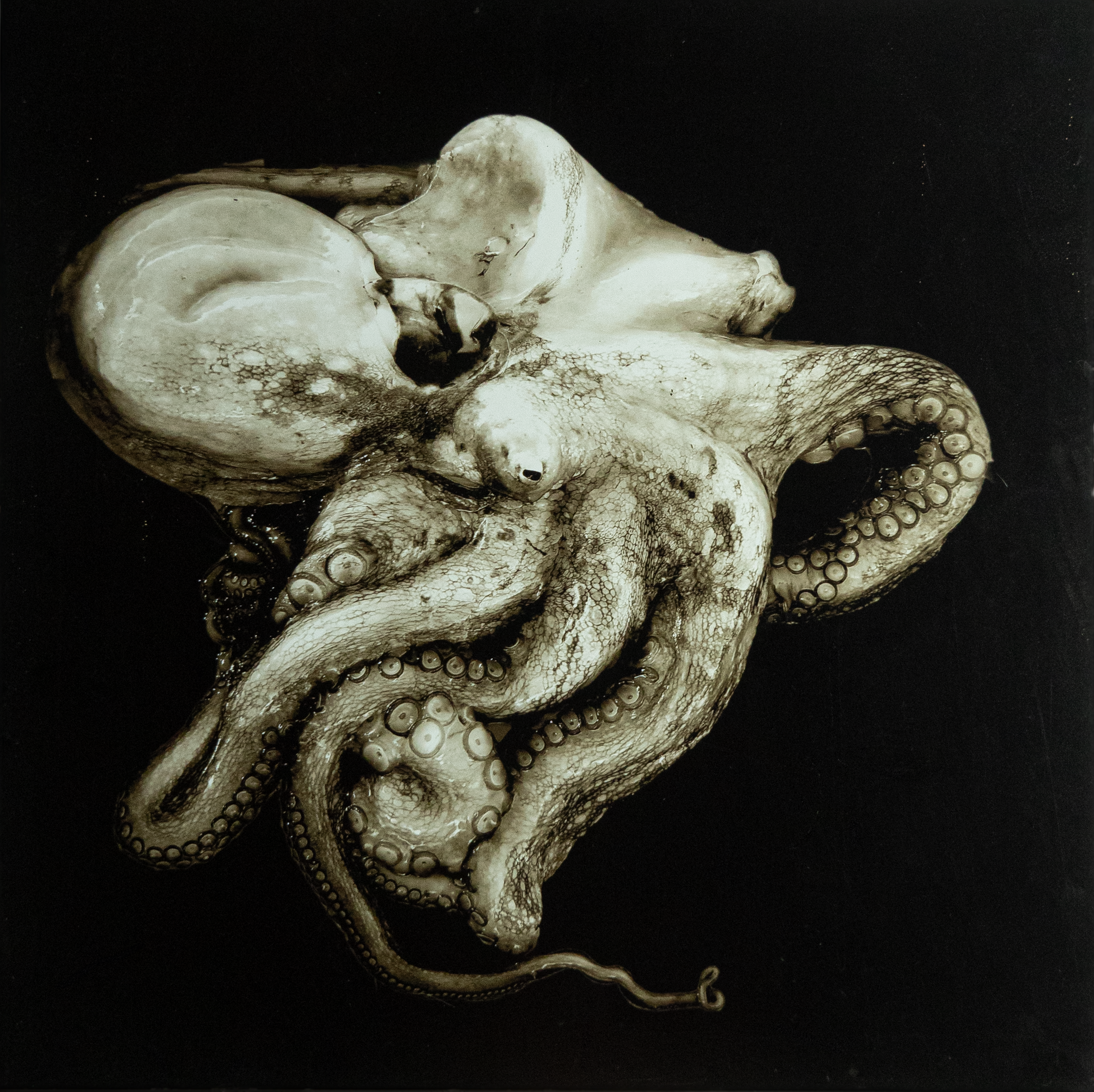 Photographie ‘Octopus’ – Couleur Cassis – 2020